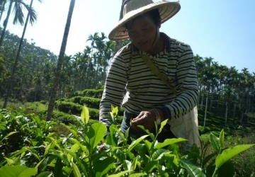 澀水皇茶